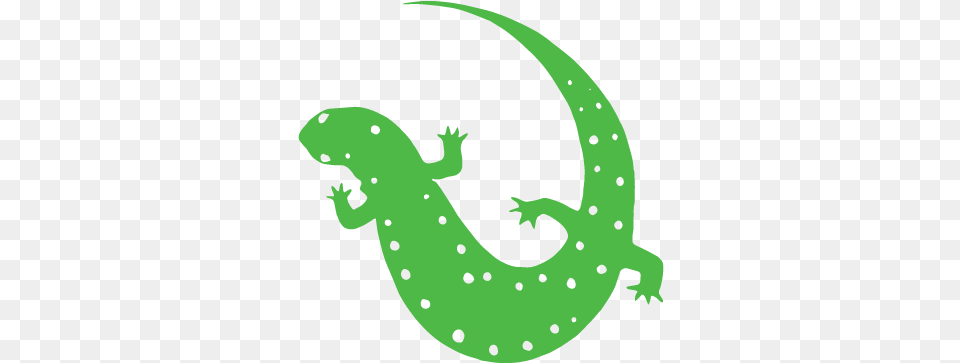 Salamander Lizard, Animal, Amphibian, Wildlife, Gecko Png Image