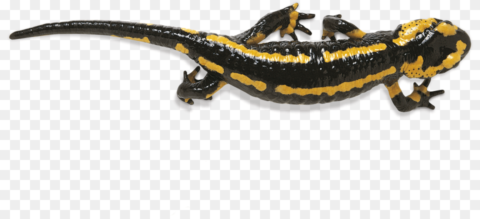 Salamander Photos Salamander, Amphibian, Animal, Wildlife, Lizard Png Image