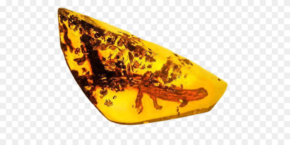 Salamander Trapped In Amber, Fossil Free Transparent Png