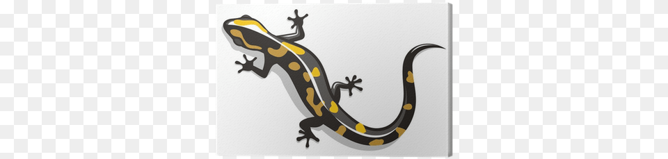 Salamandra Vector, Amphibian, Animal, Salamander, Wildlife Free Png