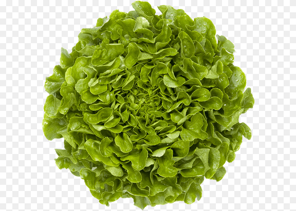 Salanova Oak Green Lettuce Leaf 3d Model, Food, Plant, Produce, Vegetable Free Transparent Png