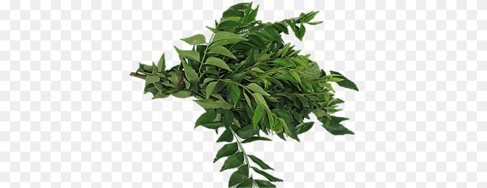 Sale Curry Leaves Kadipatta 100 Gm Curry Tree, Herbal, Herbs, Leaf, Plant Free Png Download