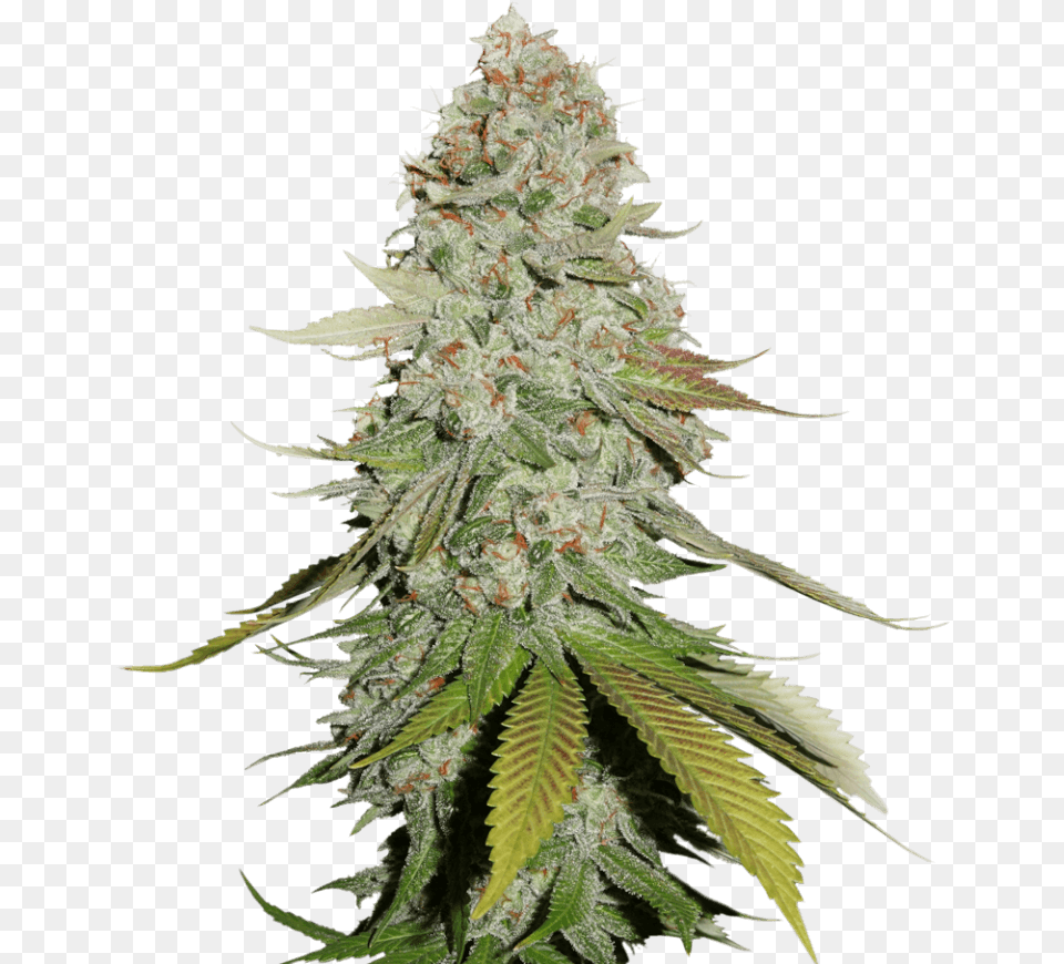 Sale Of Feminised Cannabis Seed Gorilla Glue Seed Stockers, Plant, Hemp, Grass, Weed Free Png