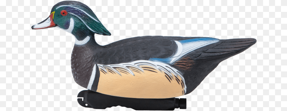 Sale Wood Duck, Animal, Anseriformes, Bird, Teal Free Png Download