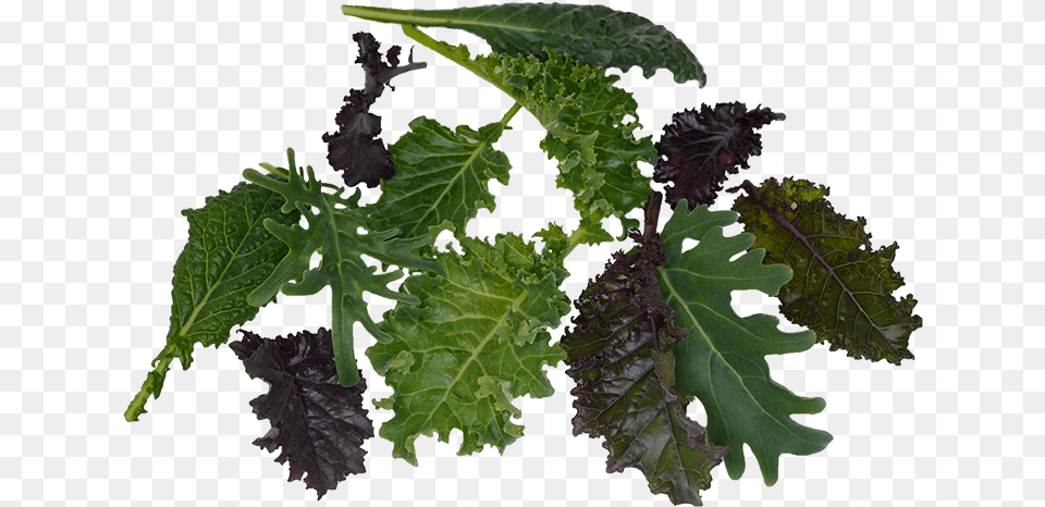 Salie Currant, Food, Kale, Leaf, Leafy Green Vegetable Png