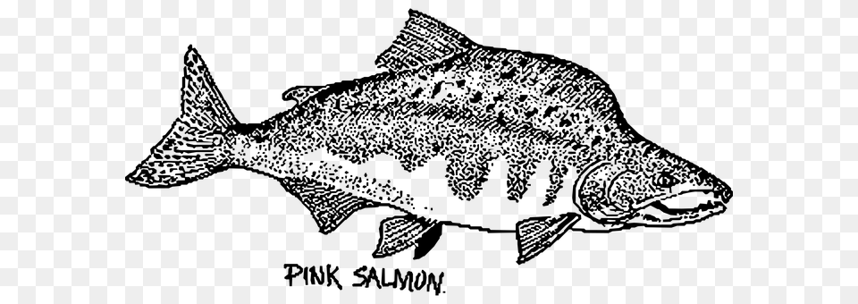 Salmon Gray Png
