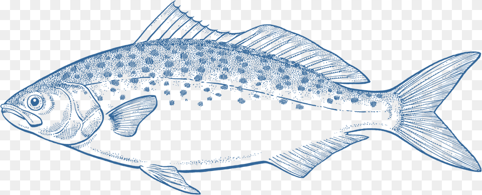 Salmon, Animal, Fish, Sea Life Free Transparent Png
