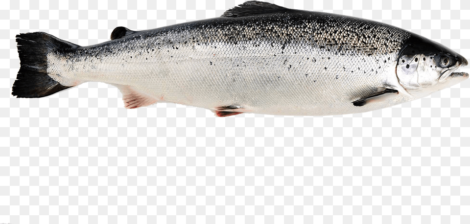 Salmon, Animal, Coho, Fish, Sea Life Png