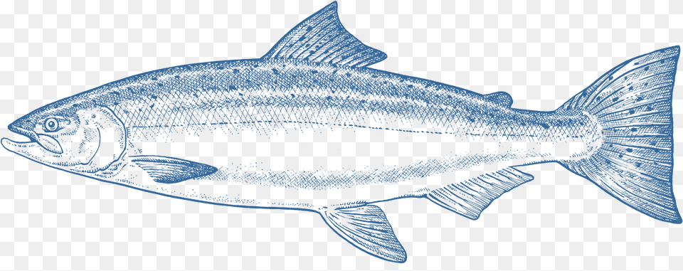 Salmon, Animal, Coho, Fish, Sea Life Png Image
