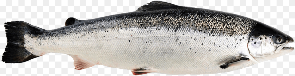 Salmon, Animal, Coho, Fish, Sea Life Free Png