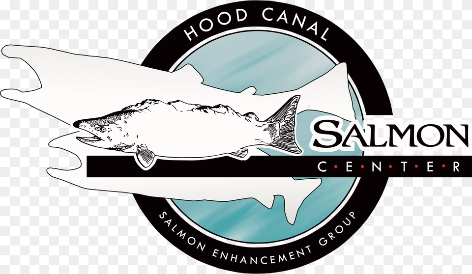 Salmon Center Belfair, Animal, Coho, Fish, Sea Life Png Image