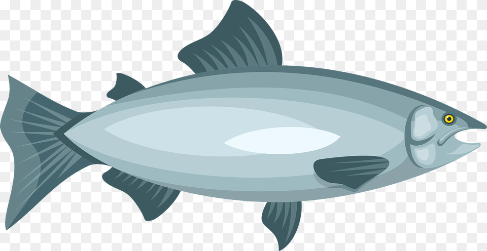 Salmon Clipart, Animal, Bonito, Fish, Sea Life Free Transparent Png