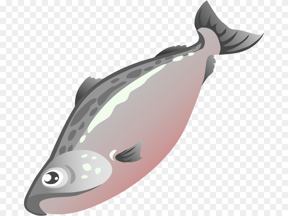 Salmon Clipart, Animal, Sea Life, Fish, Shark Png