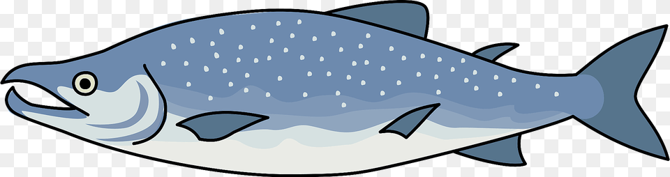 Salmon Clipart, Animal, Sea Life, Fish, Shark Png Image