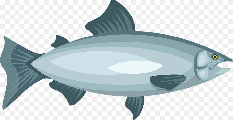Salmon Clipart, Animal, Bonito, Fish, Sea Life Free Png