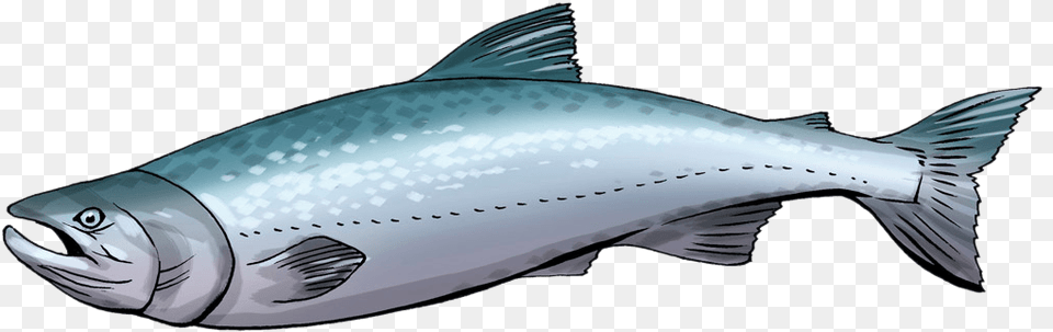 Salmon Clipart Animated Salmon Clipart, Animal, Coho, Fish, Sea Life Free Png