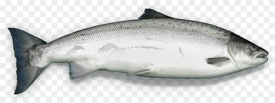 Salmon Clipart Milkfish Trout, Animal, Coho, Fish, Sea Life Free Transparent Png