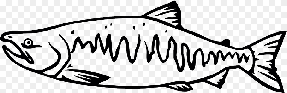 Salmon Clipart Tiny Fish Chinook Salmon Black And White, Animal, Coho, Sea Life, Shark Free Png Download