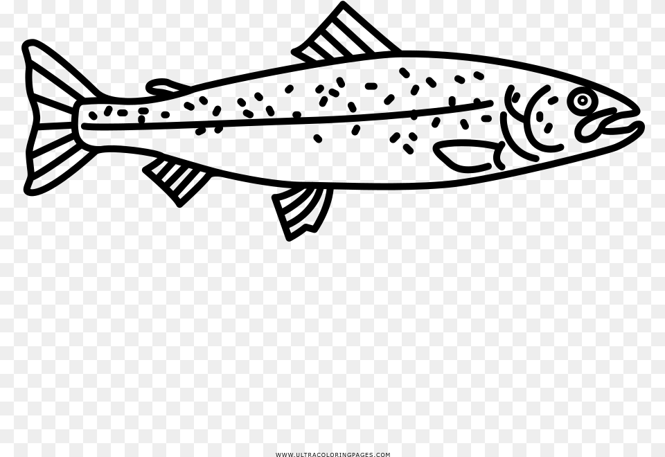 Salmon Coloring, Gray Free Transparent Png