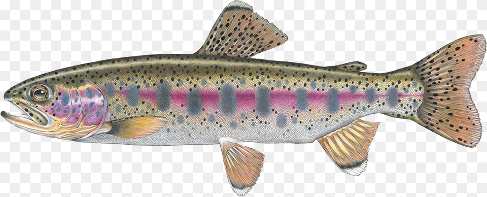 Salmon Cutthroat Trout Confluence Fly Shop Fall River Rainbow Trout, Animal, Fish, Sea Life Free Png Download