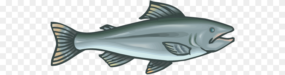 Salmon Facts, Animal, Fish, Sea Life, Tuna Png Image