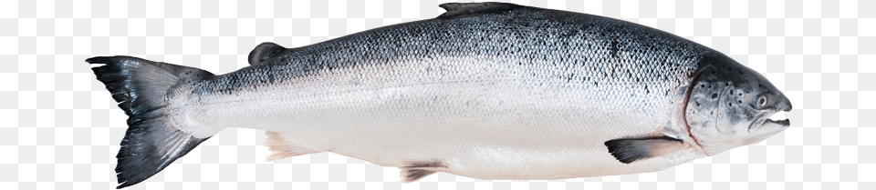 Salmon Fish Fluoride Fish, Animal, Coho, Sea Life Png