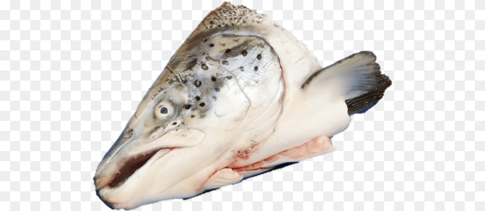Salmon Fish Head, Animal, Sea Life Free Png