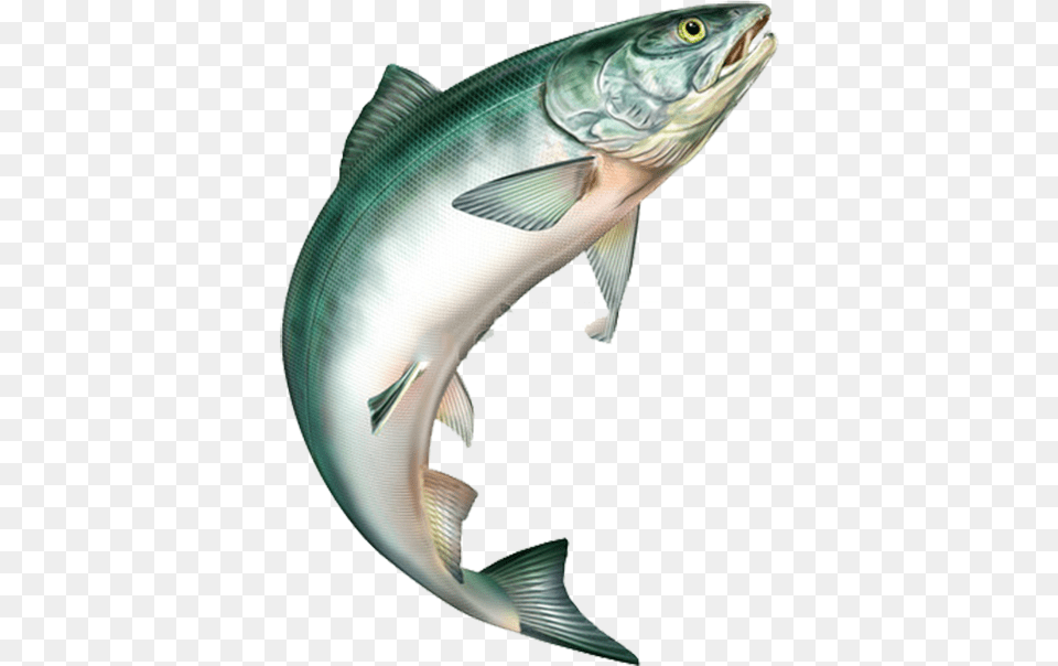 Salmon Jumping, Animal, Coho, Fish, Sea Life Free Png