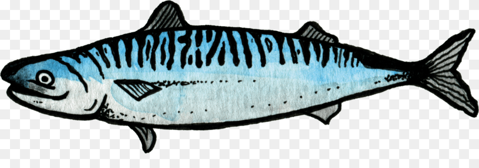 Salmon Mackerel, Animal, Fish, Sea Life, Herring Png