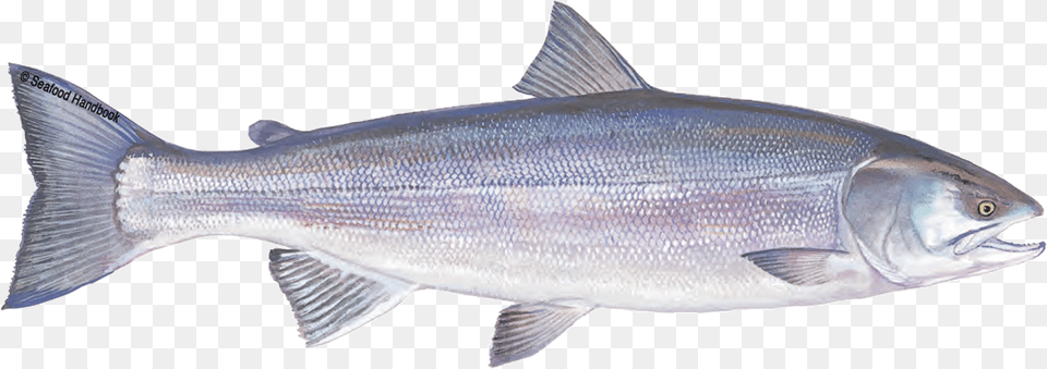 Salmon Sea Fishes Market, Animal, Fish, Sea Life, Coho Free Png Download