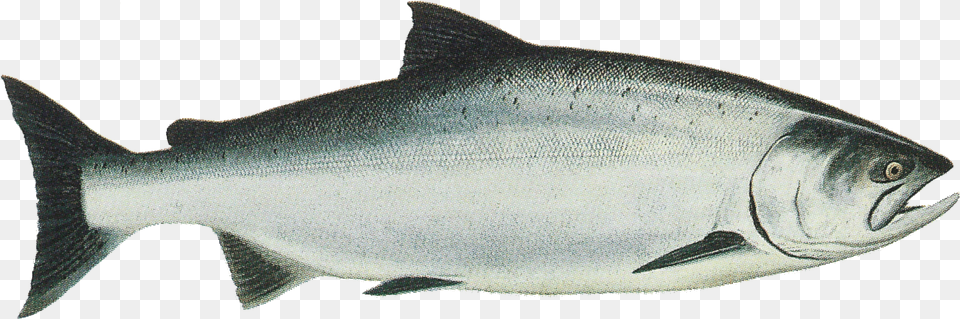 Salmon Transparent Oncorhynchus Tshawytscha, Animal, Coho, Fish, Sea Life Png Image