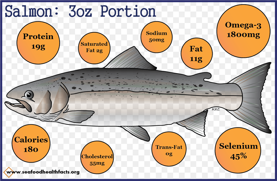 Salmon Trout, Animal, Fish, Sea Life, Shark Free Png Download