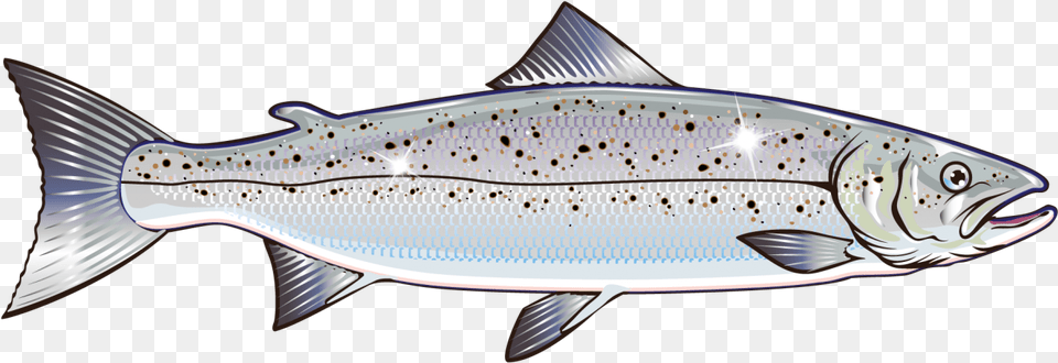 Salmon Vector Graphics Clip Art Stock Illustration Salmon Vector, Animal, Coho, Fish, Sea Life Png Image