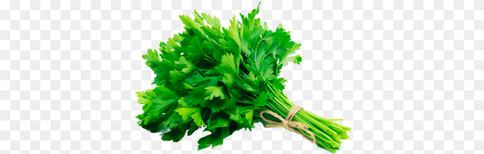 Salsa Organica Uni, Herbs, Parsley, Plant Png Image