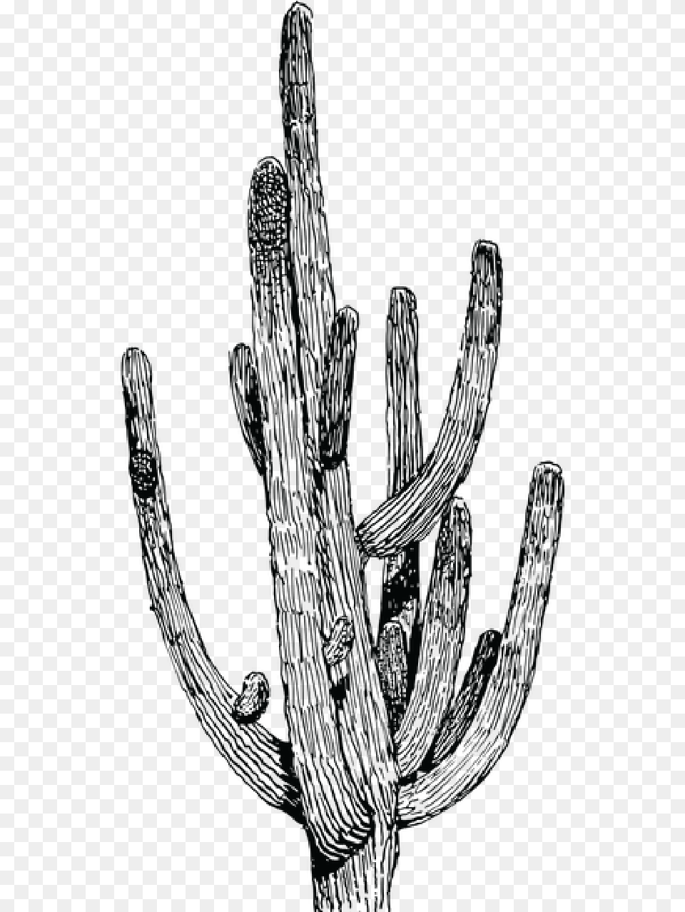 Salsa S Cactus 06 Cactus Black And White, Plant Free Transparent Png