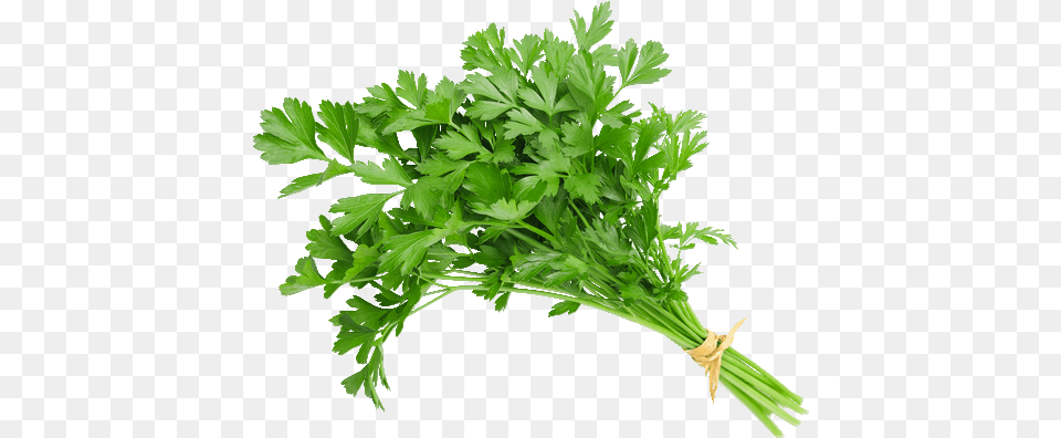 Salsa Unidade Parsley Bunch, Herbs, Plant Png
