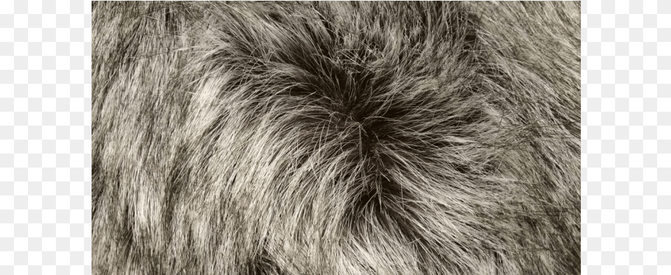Salt And Pepper Raccoon Faux Fur Reference Only Faux Fur Raccoon, Clothing, Animal, Bear, Mammal Png