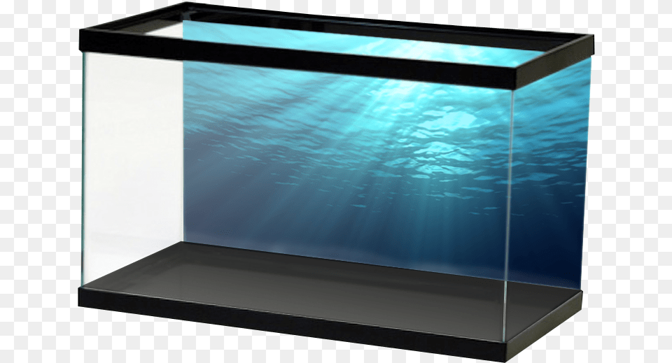 Salt Ocean, Animal, Aquarium, Fish, Sea Life Free Transparent Png