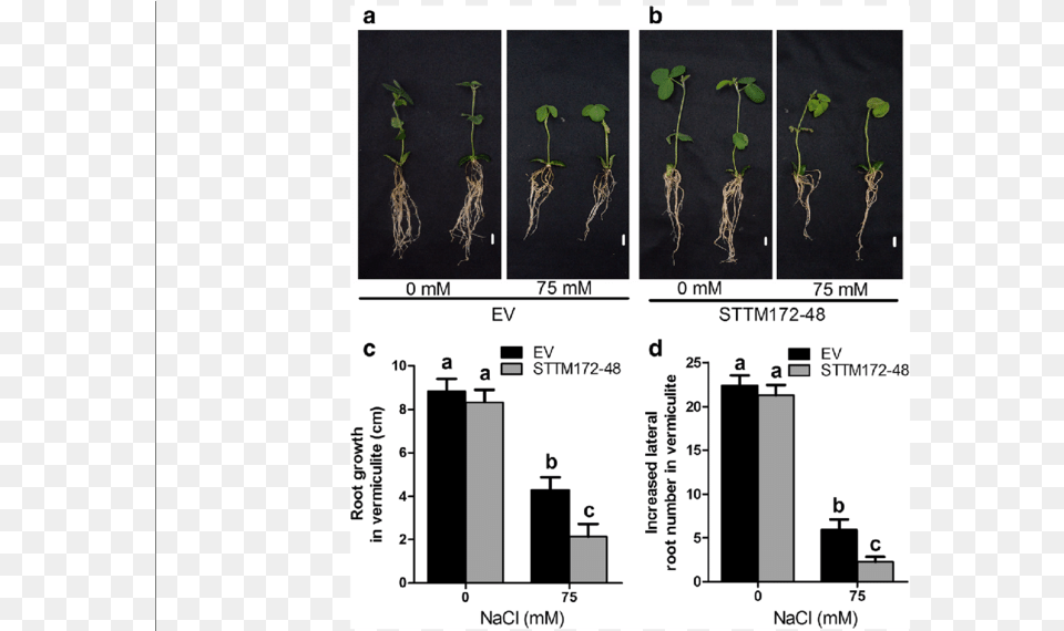 Salt Sensitivity Of Soybean Roots, Plant, Root Free Transparent Png