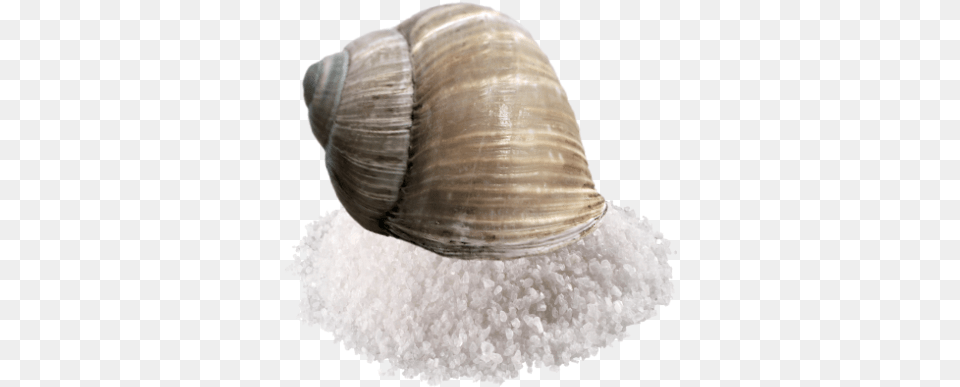 Salt Snail Sale Da Cucina, Animal, Clam, Food, Invertebrate Free Png