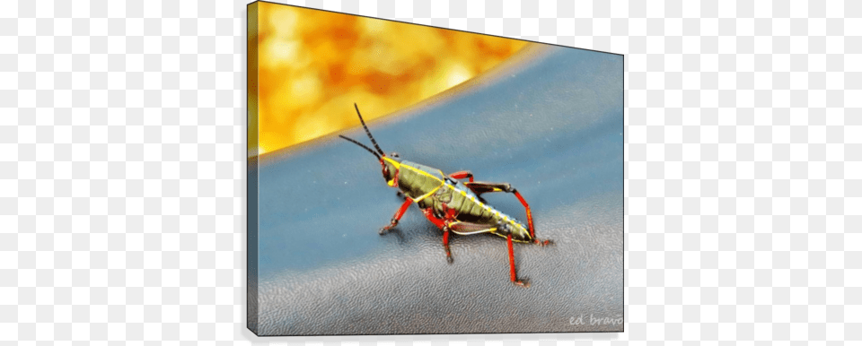 Saltamontes Art Printing, Animal, Cricket Insect, Insect, Invertebrate Png Image