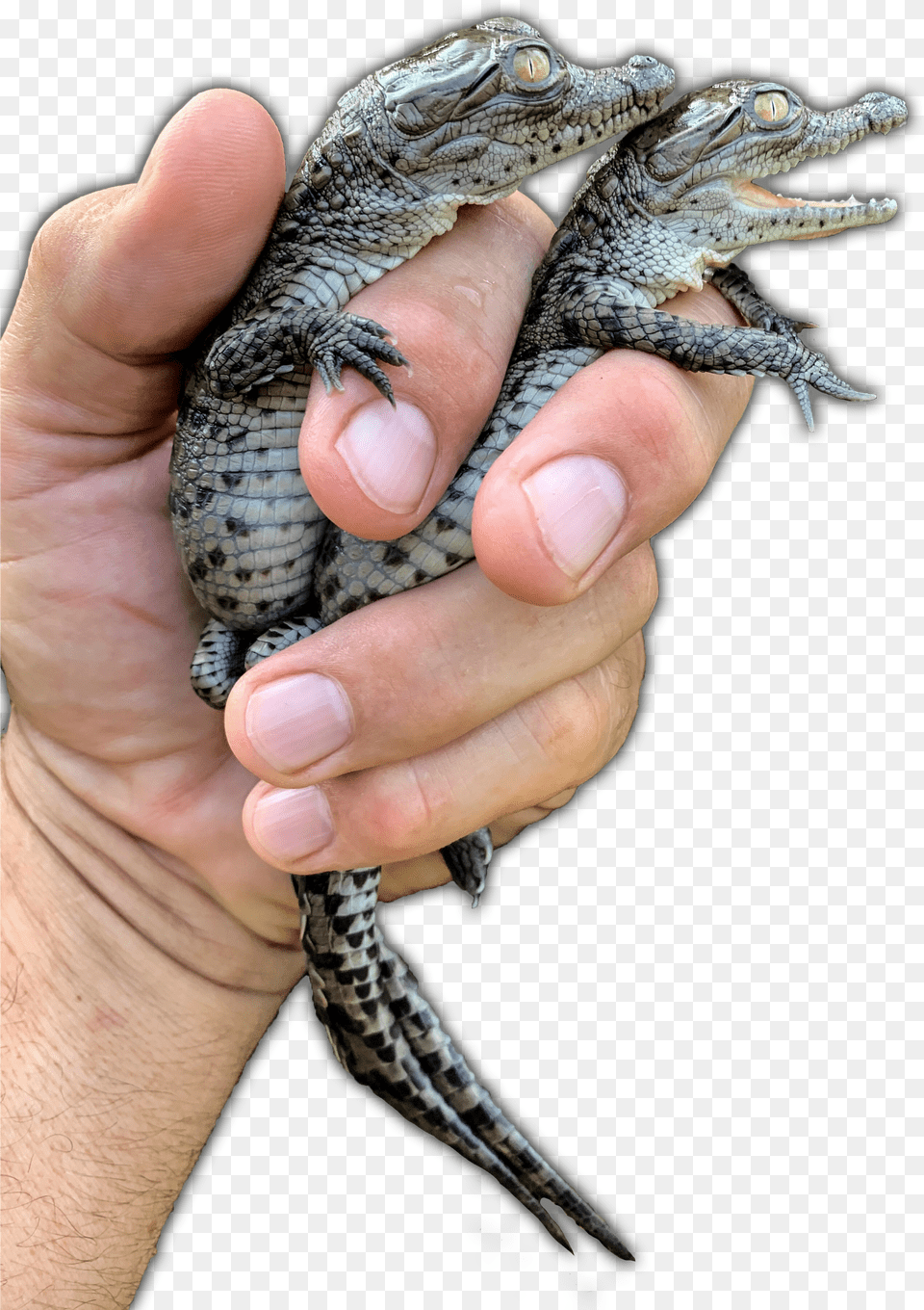 Saltwater Crocodile Png Image