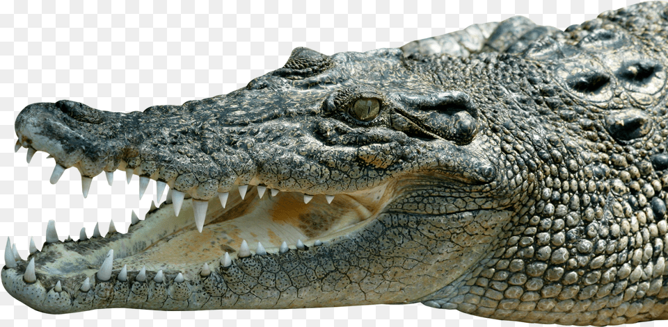 Saltwater Crocodile, Animal, Lizard, Reptile Free Png Download