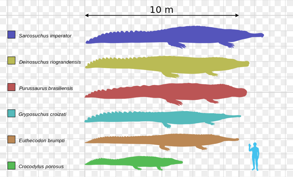 Saltwater Crocodile Size Chart, Person, Animal Free Transparent Png