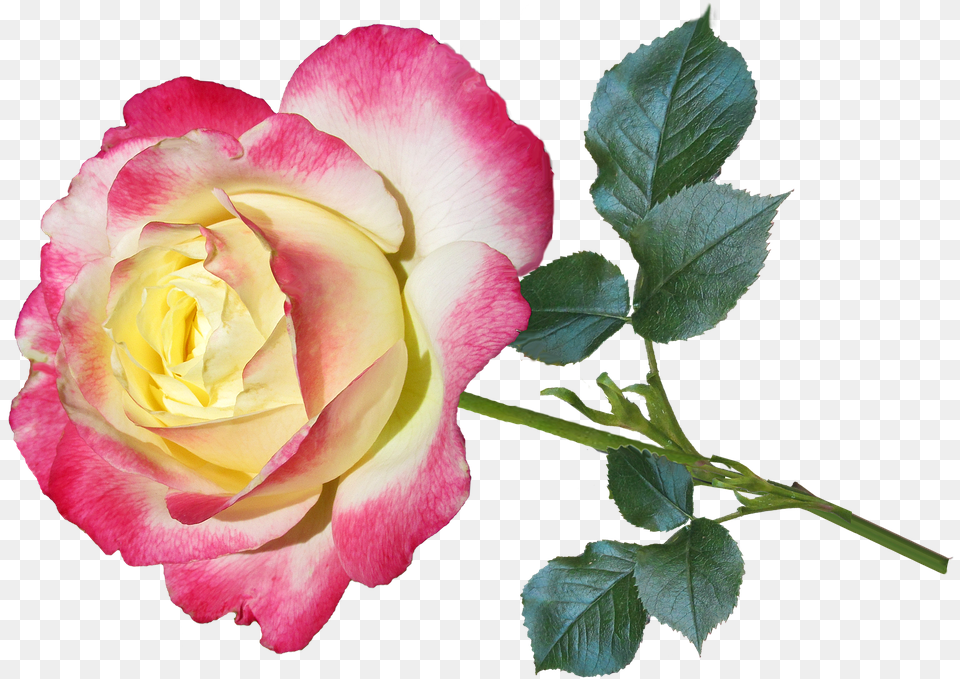 Saludos Por Eldia De Sanvalentin, Flower, Plant, Rose Png Image