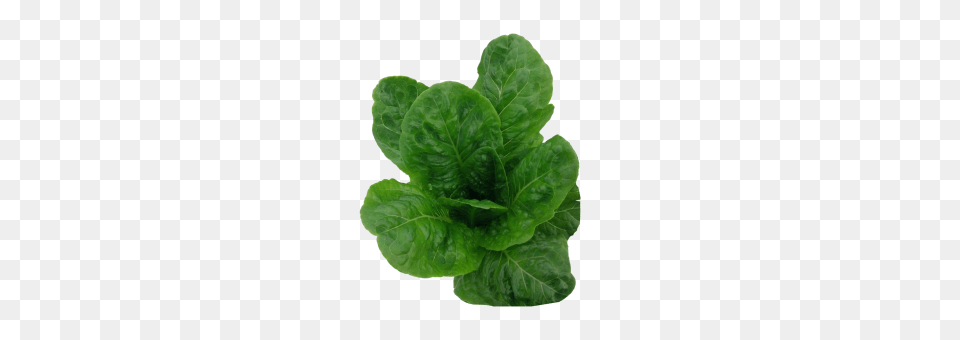 Salvius Lettuce Seeds Dark Green Romain Lettuce Cultivar, Food, Plant, Produce, Vegetable Png