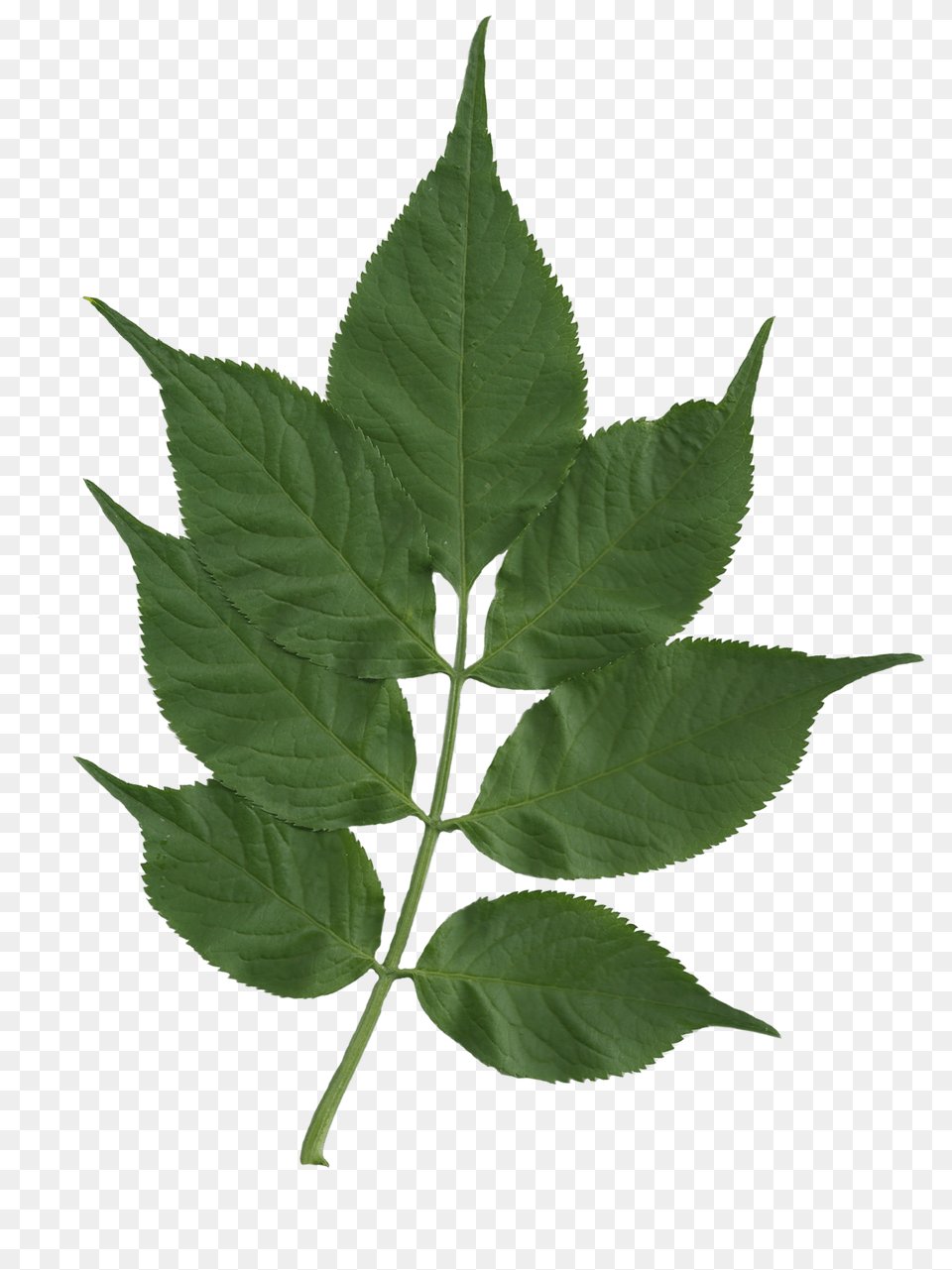 Sambucus Nigra Foliage Scanned, Herbal, Herbs, Leaf, Plant Free Transparent Png