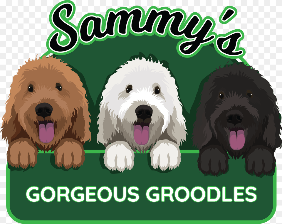 Sammys Gorgeous Groodles Labradoodle, Animal, Canine, Dog, Mammal Free Transparent Png