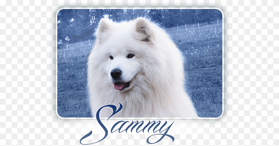 Samoyed Alexander Great Carpathian White Smile Samoyed, Animal, Canine, Dog, Mammal Free Png Download