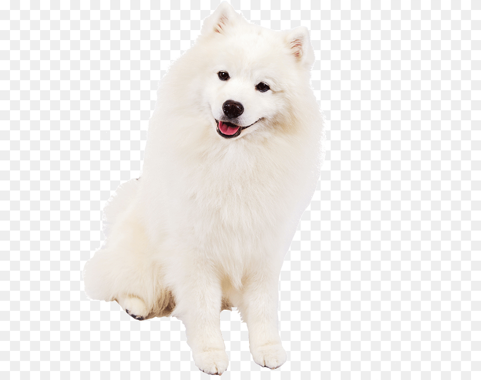 Samoyed American Eskimo Dog, Animal, Canine, Mammal, Pet Free Png Download